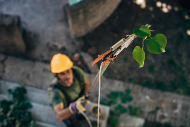 The Steps Involved in Our Tree Care Process in Essex, MD